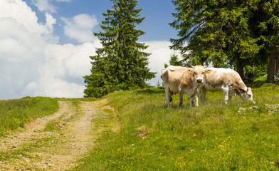 Pair of cows grazing
