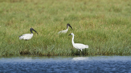 Little egret.and Black-headed Ibis in Pottuvil, Sri Lanka
