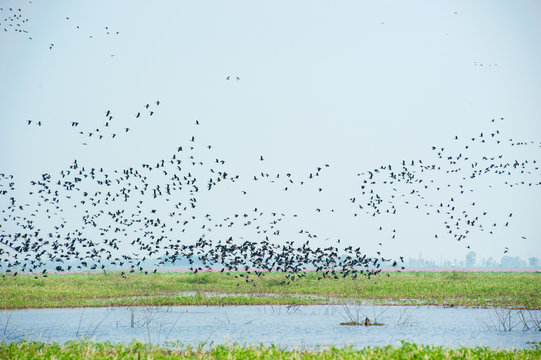 Lesser Whistling Duck