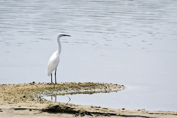 Little egret in Batticaloa, Sri Lanka