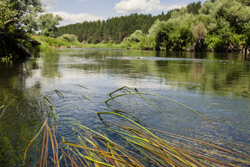 Underwater grass and algae in the river, which flows in a forest in summer