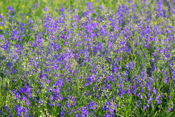 Blue wildflowers at  meadow in summer