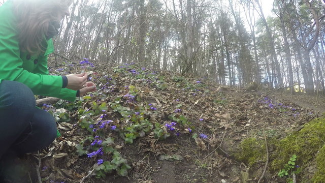 blonde girl gather violet hepatica on edge of the forest on sunny day early spring. 4K UHD wide angle shot.