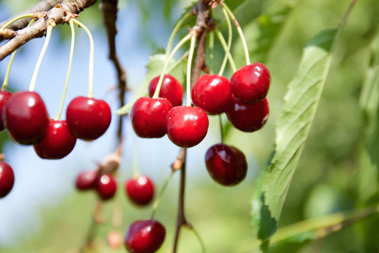 Cherries on cherry tree at summer