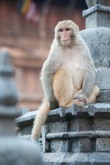 Monkey at swayambhunath monastery, Nepal