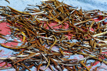 vanilla pods naturaly drying in sun, madagascar