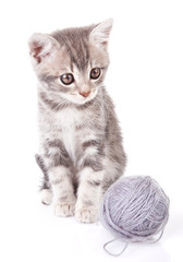 Fototapeta premium gray kitten with a ball