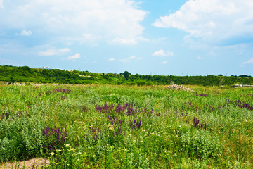 Landscape Spring field of purple flowers