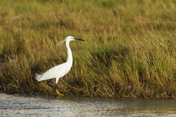 Fototapeta premium Little egret in Pottuvil, Sri Lanka