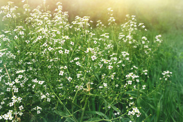 Obraz na płótnie Canvas small white flowers in a sunny meadow