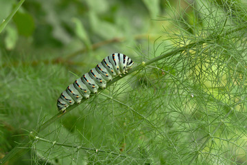 bruco di farfalla macaone (Papilio machaon)