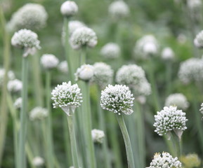 Close view of onion flower stalks