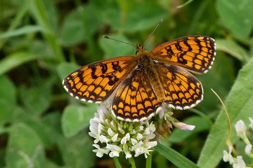 farfalla Melitaea athalia - primo piano