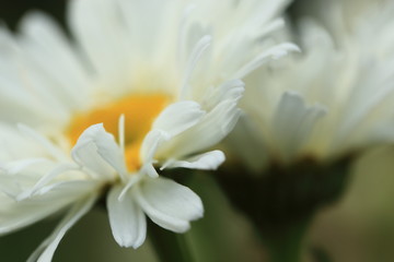 Shasta daisy closeup. Selective focus on petal texture

