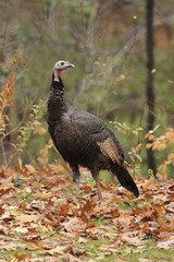 Wild Turkey (Meleagris gallopavo) in autumn - Grand Bend, Ontario