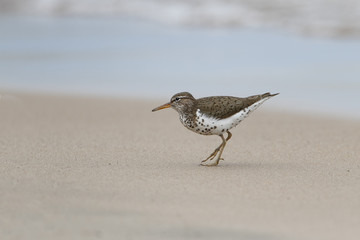 Spotted Sandpiper (Actitus macularius) on a Lake Huron Beach - Pinery Provincial Park, Ontario