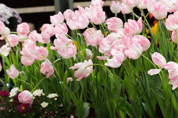 colorful tulips flower blooming in floral garden