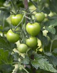 Organic tomatoes