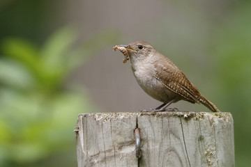 House Wren with a Caterpillar in its Beak