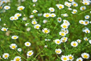 Fototapeta premium Green grass and chamomiles in the nature