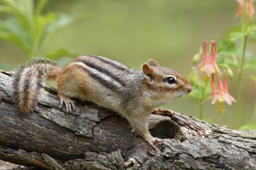 Eastern Chipmunk on a forest log in spring next to some flowering Wild Columbine - Ontario, Canada