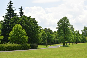 公園の森