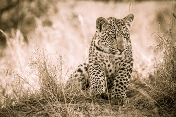 Young Leopard