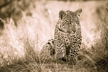 Zelfklevend Fotobehang Young Leopard © clipsfotografie