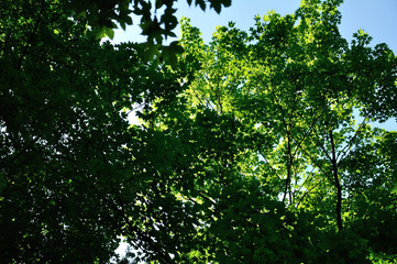 Wald, Aachen, Klinikum,  Aachen Route, Wandern, Wiese, Himmel, Baum, Rwth