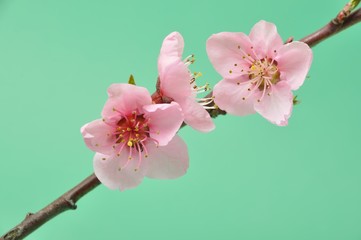 Peach Blossom