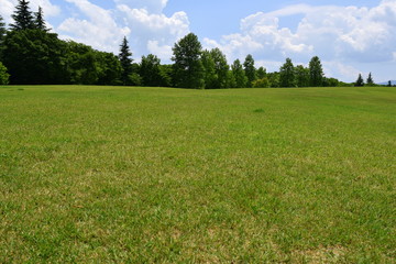 公園の草原