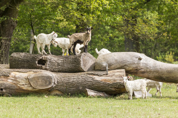 Ziegen auf der Heide