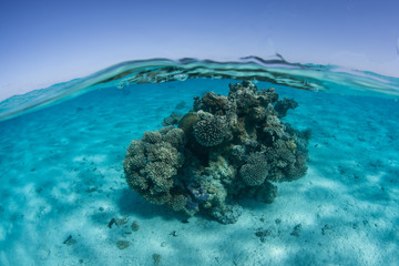 Coral Bommie in South Pacific Ocean