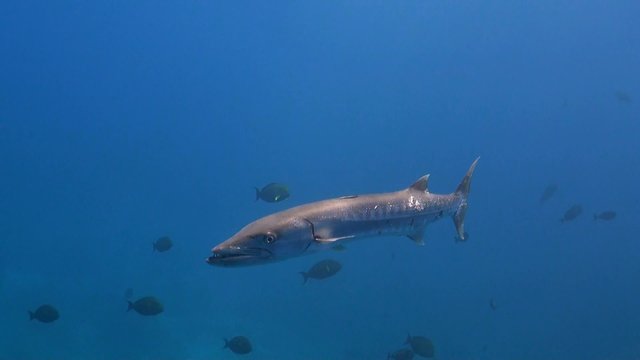 Great barracuda in blue water with surgeonfish
