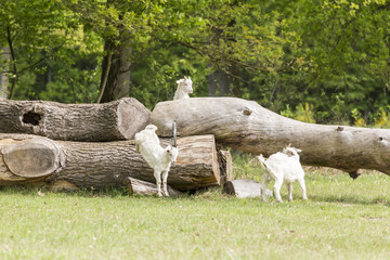 Ziegen auf der Heide