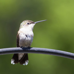 Hummingbird portrait