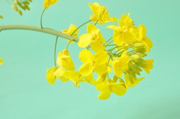 Flower of rape