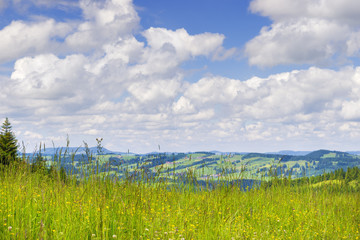 Meadow to Allgaeu