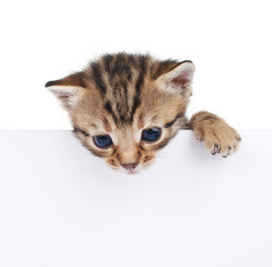 brown kitten with empty board