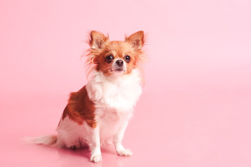 Cute chihuahua sitting over pink. Posing in room. 