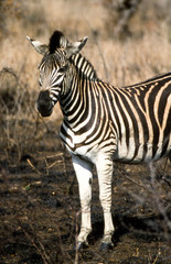 Fototapeta na wymiar Zebra (Equus burchellii) del Parco Nazionale del Kruger in Sud Africa 