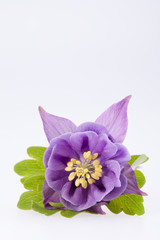 single violet  flower of Aquilegia vulgaris on white background