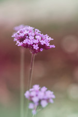 Verbena bonariensis flowerhead in shallow focus