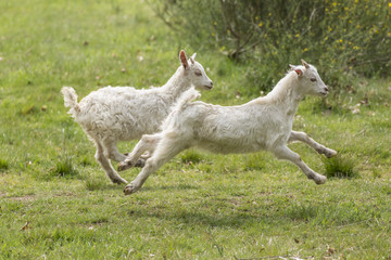Obraz premium Ziegen auf der Heide