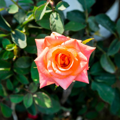 Rose flower close up.