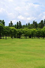 Fototapeta na wymiar 森と芝生の公園