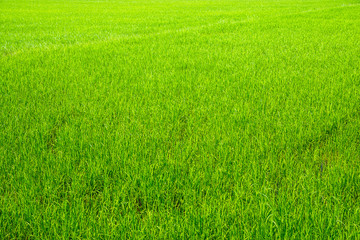 Naklejka na ściany i meble Natural green paddy rice field in Thailand.