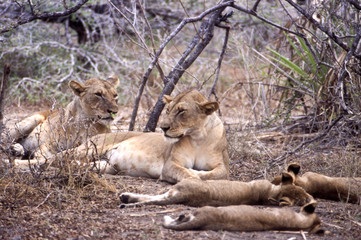 branco di leoni (Panthera leo) ripreso nel Selous game reserve in Tanzania
