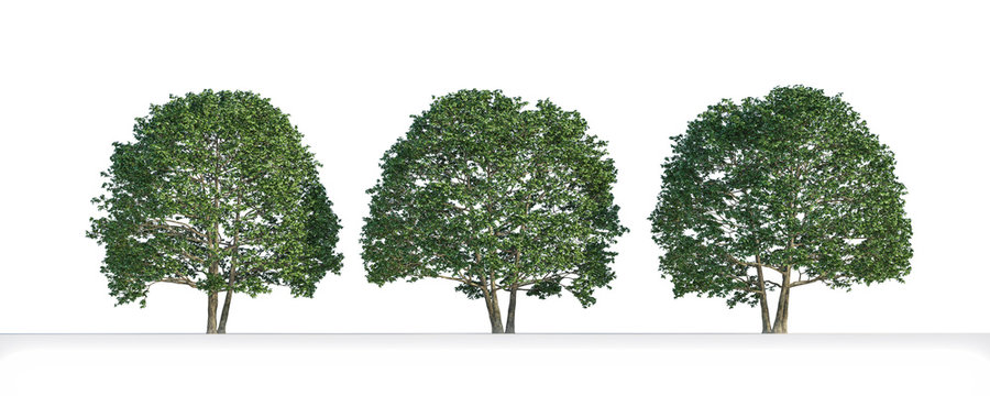Alnus  tree 3D isolated
