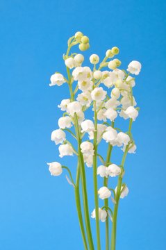 lily of the valley